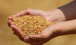 Buğday ve Arpa Alım Fiyatları Açıklandı