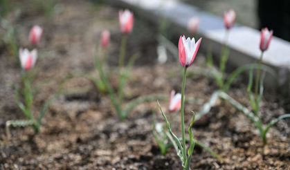 Bornova Lalesi 30 yıl sonra yeniden açtı