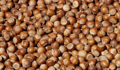 Türkiye Fındık İhracatında Trabzon’un Payı Yüzde 34