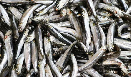 Hamsi ihracatından Türkiye'ye 7 milyon 217 bin dolar döviz