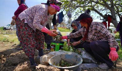 Ayvalık’ta Çilekten Reçele Kadın Eli