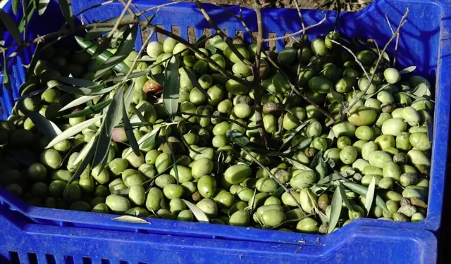 Zeytin Üreticilerine Son Ödeme Müjdesi