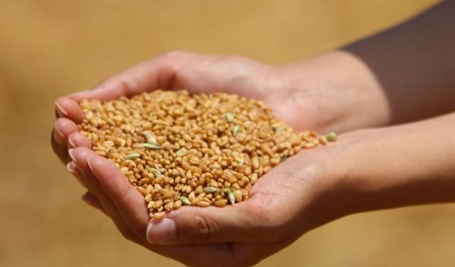 Buğday ve Arpa Alım Fiyatları Açıklandı